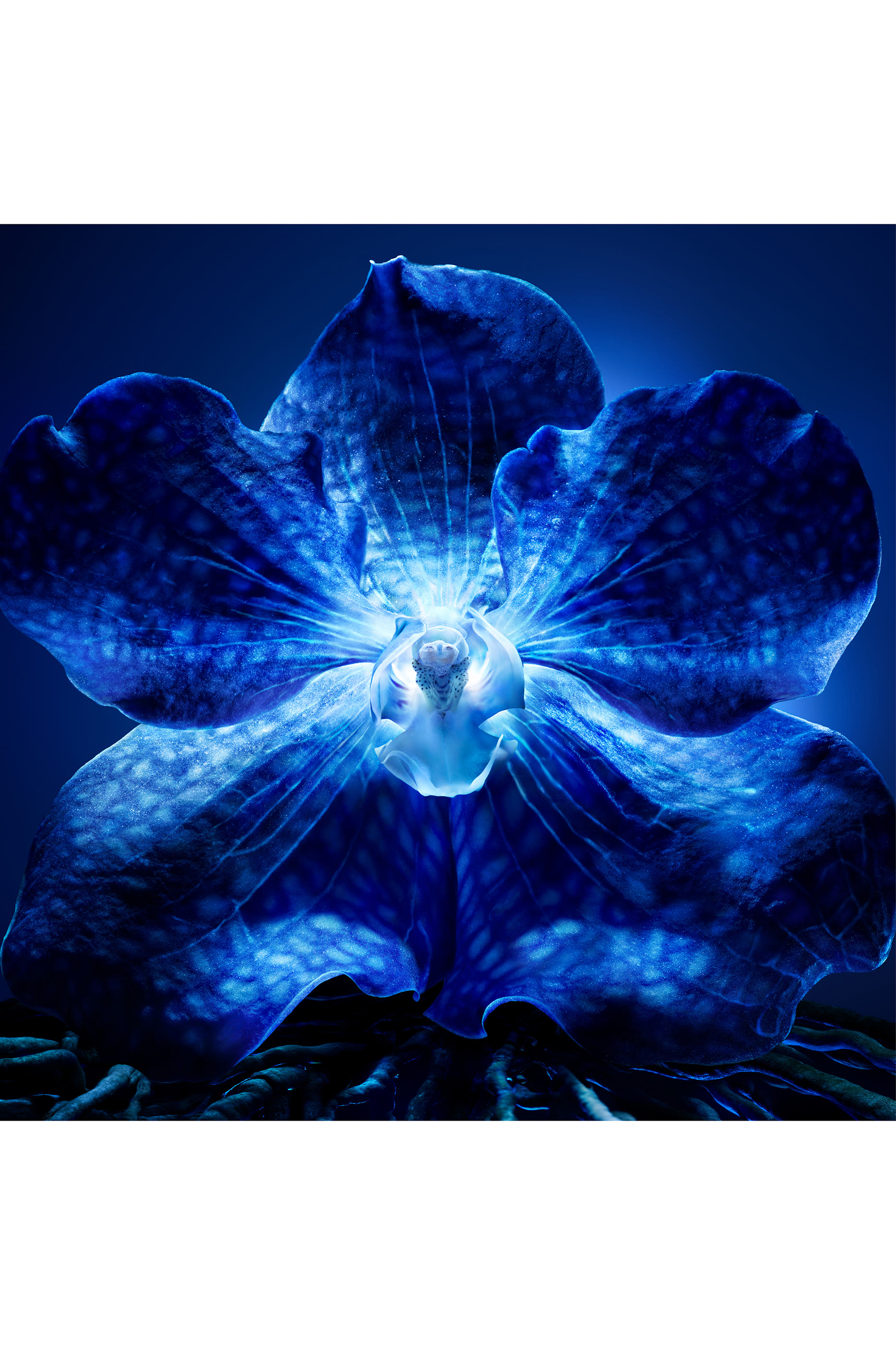 Orchid&eacute;e Imp&eacute;riale The Longevity Rich Cream 