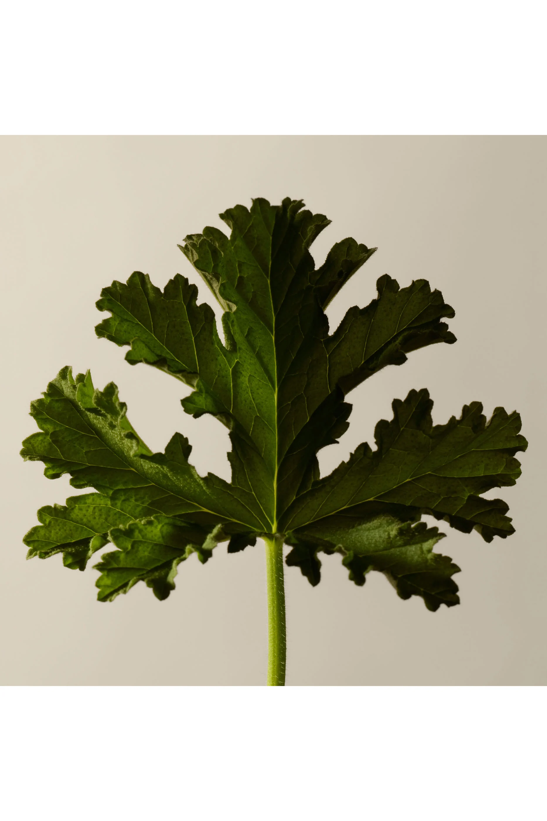 Geranium Leaf Hydrating Body Treatment