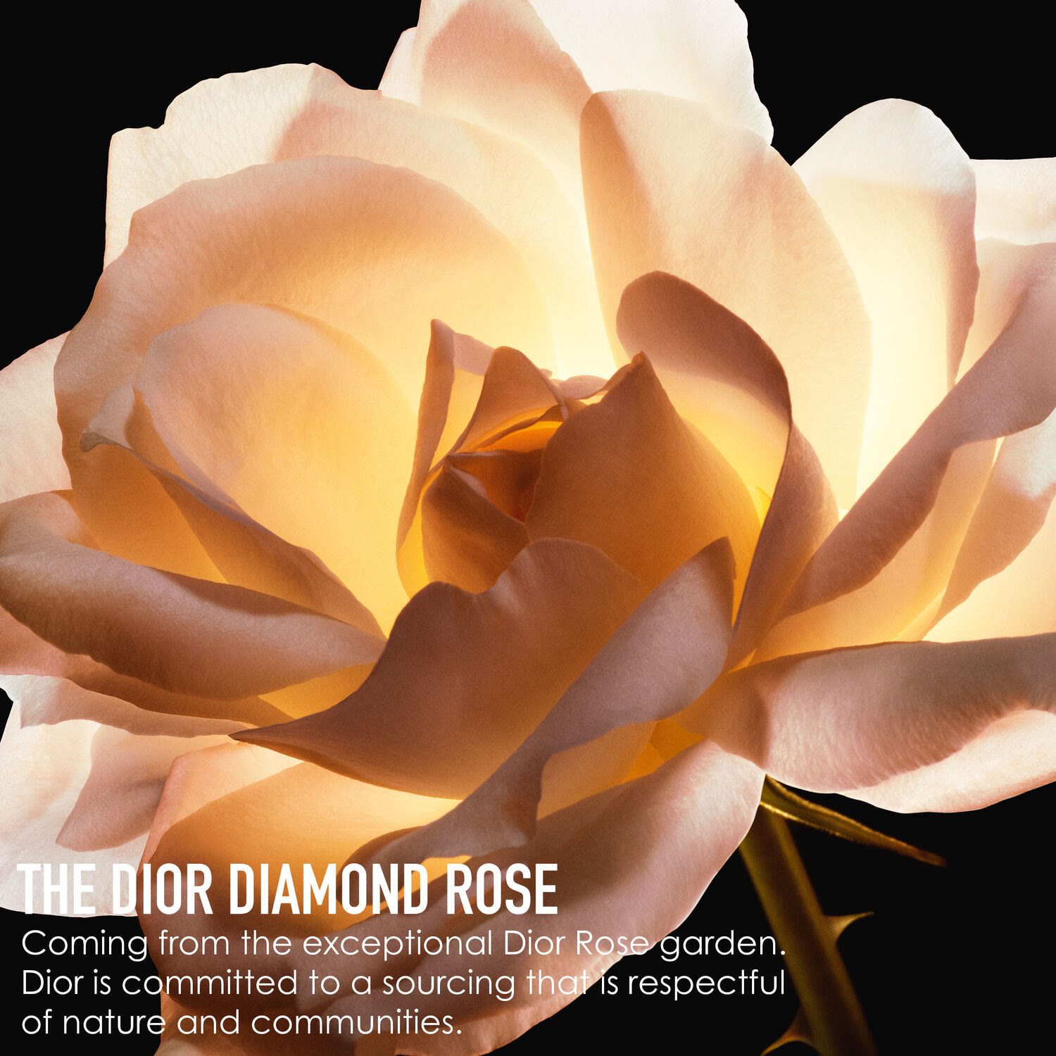 Dior Prestige La Cr&egrave;me Texture Riche